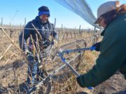 San Luis: las mujeres son las preferidas para podar los delicados viñedos en Sol Puntano