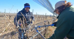 San Luis: las mujeres son las preferidas para podar los delicados viñedos en Sol Puntano