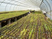 San Luis: “Sol Puntano” inicia la producción de plantines de hortalizas para primavera y verano