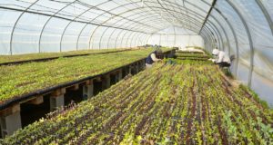San Luis: “Sol Puntano” inicia la producción de plantines de hortalizas para primavera y verano