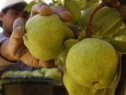 Progresan en bioinsecticidas para combatir la plaga principal de peras y manzanas