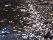 Satélites y algoritmos anticipan la muerte de peces en Córdoba