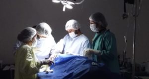 San Luis: operaron de un ojo a un puma recuperado del mascotismo