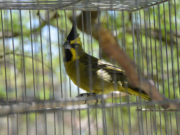 Las 42 aves rescatadas del tráfico ilegal comienzan su período de rehabilitación en San Luis