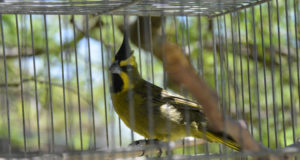 Las 42 aves rescatadas del tráfico ilegal comienzan su período de rehabilitación en San Luis