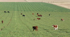 Se rumorea que van a dividir Agroindustria