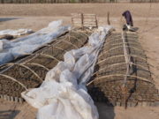 Cómo prepara don Cáceres rosas y tomates para la temporada