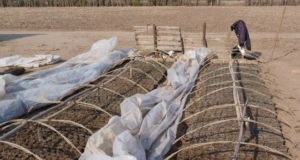 Cómo prepara don Cáceres rosas y tomates para la temporada