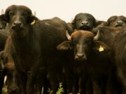 Descubren un virus de búfalos que contagia a vacas