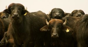 Descubren un virus de búfalos que contagia a vacas