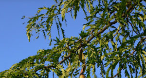 La Acacia negra, un árbol invasor, cada vez más adentro de los campos