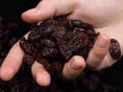 Lobesia botrana: movimiento de pasas de uva y protección de áreas libres de la plaga