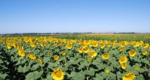 Cae en San Luis la intención de siembra de girasol para la campaña que viene