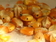 Plaguicidas naturales para combatir las plagas del maíz
