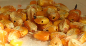 Plaguicidas naturales para combatir las plagas del maíz