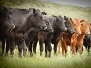 Actualizan categorías a muestrear para demostrar la ausencia de encefalopatías espongiformes transmisibles en el país
