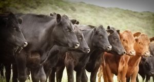 Actualizan categorías a muestrear para demostrar la ausencia de encefalopatías espongiformes transmisibles en el país