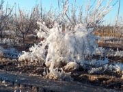 En Mendoza se declarará la emergencia agropecuaria por las heladas