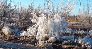 En Mendoza se declarará la emergencia agropecuaria por las heladas