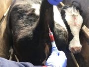 Resultados positivos en la Determinación Obligatoria de Estatus Sanitario para Brucelosis