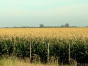 El mercado inmobiliario rural cayó más del 30% en agosto