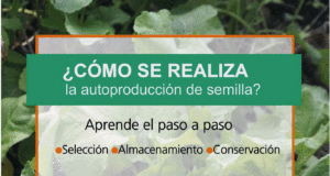 Autoproducción de semillas de huerta en Villa Mercedes