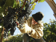 El mercado tailandés abre las puertas para las uvas y cerezas