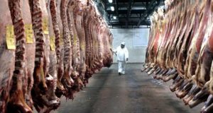 Tasas récord de faena de vacunos por la exportación