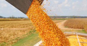 En Córdoba el arrendamiento agrícola es el más alto de las últimas siete campañas