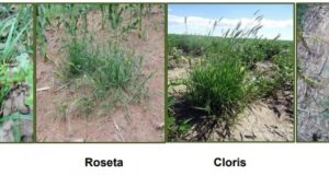 San Luis: barbechos cortos para soja y maíz, control de malezas gramíneas anuales y perennes
