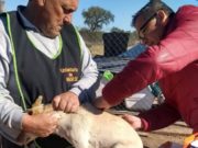 Entregaron 4 mil dosis de vacunas antirrábicas caninas en el norte de la provincia de San Luis
