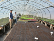 San Luis: ya están en plena producción las bandejas hortícolas para la temporada primavera-verano