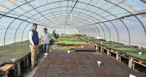 San Luis: ya están en plena producción las bandejas hortícolas para la temporada primavera-verano