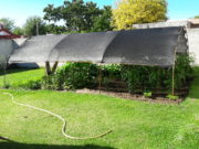 Cómo obtener semillas en la huerta familiar (parte I)