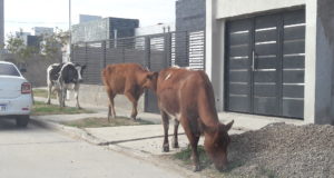 Confluencia entre campo y ciudad en Villa Mercedes