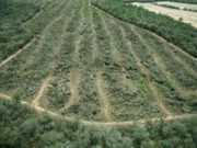 Desmontes, judicialización y falta de cultura para reforestar en el Chaco