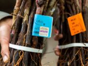 La sanidad de los viñedos como base para la sustentabilidad de la vitivinicultura