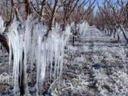 Emergencia agropecuaria en Mendoza por heladas e incendios