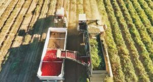 Menores volúmenes y hectáreas sembradas para el tomate industria