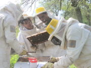 Varroa: multiplican colmenas que se limpian a sí mismas