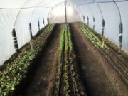 Cómo obtener semillas en la huerta familiar (parte II)