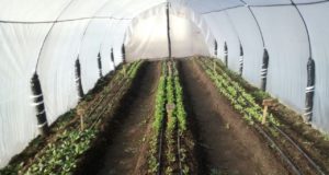 Cómo obtener semillas en la huerta familiar (parte II)