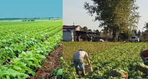 La necesidad de solucionar el conjunto y no las partes