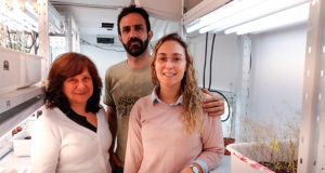 Científicos argentinos descubren un gen que «frena» el desarrollo de las raíces laterales de las plantas