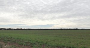 Con relevamientos de campo, el gobierno de San Luis controla la producción sustentable de maní