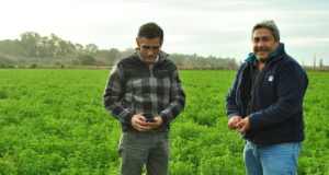 Pautas para mejorar la producción de rollos y fardos en el área de Candelaria – Quines