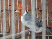 San Luis: rescataron 67 aves víctimas del tráfico ilegal en Luján