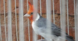 San Luis: rescataron 67 aves víctimas del tráfico ilegal en Luján