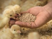 Tendencias en nutrición animal: tres ingredientes saludables y sustentables