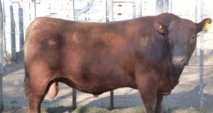 58 toros saldrán a remate en la Expo Rural de Villa Mercedes